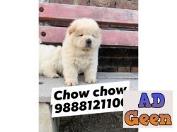 Chow chow puppy buy and sell in jalandhar phagwara chandigarh